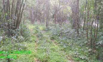 Imagem: CHACARA RURAL em MARATÁ - RS, Esperança