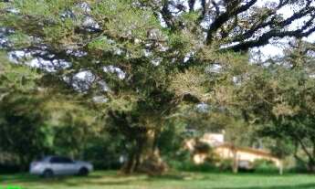 Imagem 4: CHACARA RURAL em TRIUNFO - RS, Vendinha