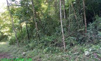 Imagem: CHACARA RURAL em MARATÁ - RS, Pinheiro