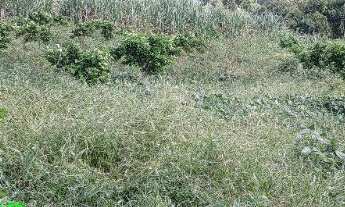 Imagem 4: CHACARA RURAL em BROCHIER - RS, LINHA PINHEIRO MACHADO