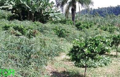 Imagem 5: CHACARA RURAL em BROCHIER - RS, LINHA PINHEIRO MACHADO