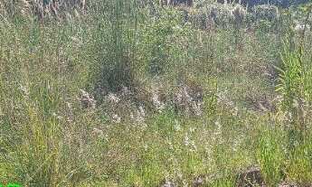 Imagem 5: TERRENO RESIDENCIAL em PARECI NOVO - RS, CENTRO