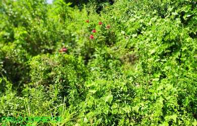 Imagem 6: CHACARA RURAL em MARATÁ - RS, Esperança