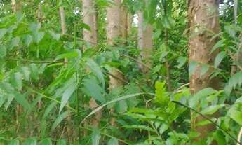 Imagem 2: CHACARA RURAL em PAVERAMA - RS, Santa Manoela