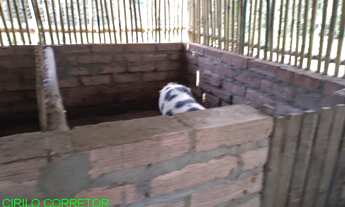 Imagem 6: CHACARA RURAL em MONTENEGRO - RS, COSTA DA SERRA