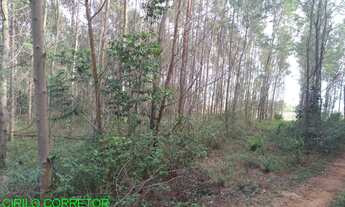 Imagem 7: CHACARA RURAL em MARATÁ - RS, MACEGA