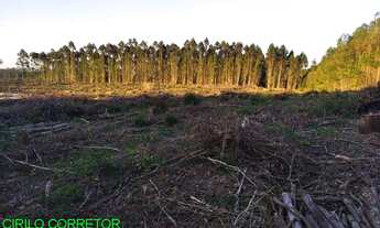 Imagem: CHACARA RURAL em MONTENEGRO - RS, Muda Boi