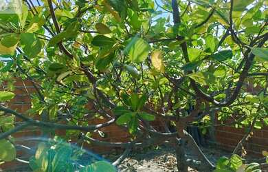 Imagem 7: Terreno à venda em Fortim-CE, no bairro Pontal do Maceió, com 840m² de área!