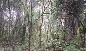 Imagem 7: OPORTUNIDADE: Lindo terreno com nascente, riacho, vista e mata!