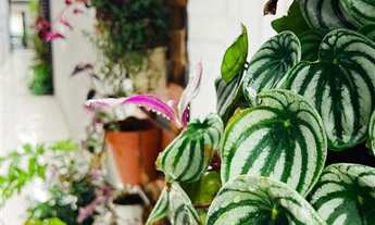 Imagem 7: CASA COM 48.97 m² - MARACANÃ - PRAIA GRANDE SP