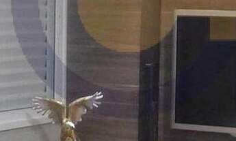 Imagem 7: Alpha Park | apartamento alto padrão | locação