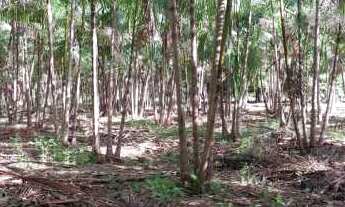 Imagem 7: VENDE-SE LINDO SITIO AM 010