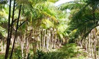 Imagem 5: VENDE-SE LINDO SITIO AM 010