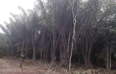 Imagem 2: Terreno à venda, 1000 m² por RS 250.000,00 - Zona Rural - Iranduba-AM