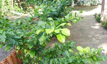 Imagem 6: Chácara com 3 dormitórios à venda por RS 700.000,00 - Monte das Oliveiras - Manaus-AM