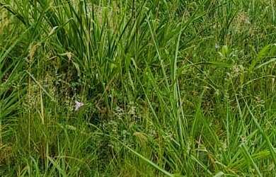 Imagem 2: Terreno à venda, 286 m² por RS 215.000,00 - Soleil - Piracicaba-SP