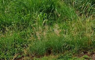 Imagem 3: Terreno à venda, 286 m² por RS 215.000,00 - Soleil - Piracicaba-SP