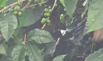 Imagem 3: Fazenda à venda, 1452000 m² por RS 15.000.000,00 - Zona Rural - Perdizes-MG