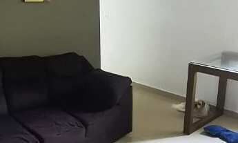 Imagem 2: Apartamento com 2 dormitórios à venda, 54 m² por RS 220.000,00 - Gleba Califórnia - Piraci