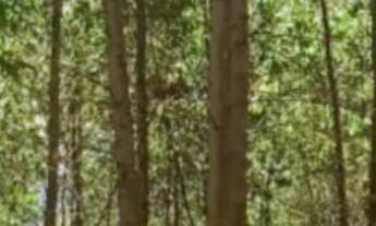 Imagem 2: Fazenda à venda, 1563600 m² por RS 11.000.000,00 - RIO APIAI - Ribeirão Branco-SP