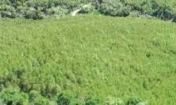 Imagem 4: Fazenda à venda, 1563600 m² por RS 11.000.000,00 - RIO APIAI - Ribeirão Branco-SP