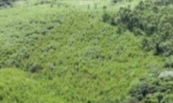 Imagem 6: Fazenda à venda, 1563600 m² por RS 11.000.000,00 - RIO APIAI - Ribeirão Branco-SP