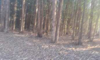 Imagem 3: Área á venda em São Pedro, Bairro Tanquã