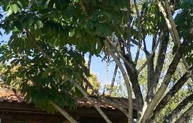 Imagem 3: Chácara : / Rural / Loteamento Águas Claras