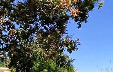 Imagem 5: Chácara : / Rural / Loteamento Águas Claras