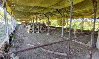 Imagem 3: Sítio produtivo com excelente casa sede, em Conchas-SP