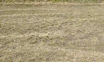 Imagem 2: Terreno em Getulina Loteamento novo