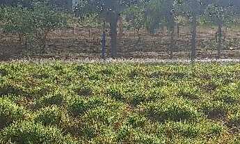 Imagem 3: Terreno de 1.015 m² a venda em Guaimbê SP