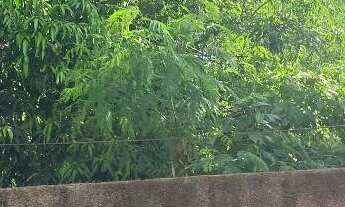 Imagem: Dois terrenos a venda no Ribeiro em Lins