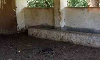 Imagem 7: Propriedade rural 65 mil m² em Pinhalzinho/SP e Pedra Bela ? Curral, pastagem e ribeirão