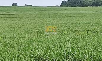 Imagem 7: Fazenda, 1.089 alqueires - Centro - Pium/TO