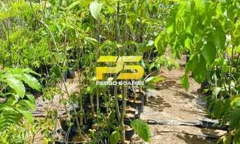 Imagem 5: Sítio com 2 quartos à Venda - Bananeiras