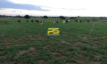 Imagem 6: Fazer à venda com 7 hectares