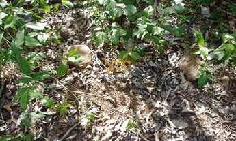 Imagem 2: Fazenda,109 alqueires - Zona Rural - Santa Rita / TO