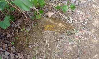 Imagem 7: Fazenda,109 alqueires - Zona Rural - Santa Rita / TO