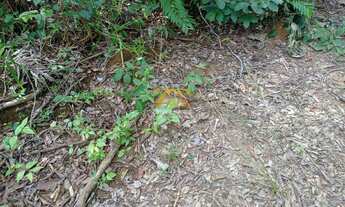 Imagem 6: Fazenda,109 alqueires - Zona Rural - Santa Rita / TO