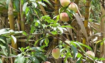 Imagem 7: Fazenda a venda mg