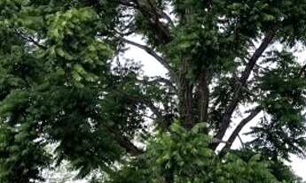 Imagem 7: Fazenda de 77 alqueires (373 hectares) em São Miguel do Araguaia - GO