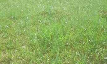 Imagem 2: Fazenda em Cromínia!!!