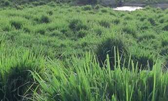Imagem 2: Fazenda com 900 hectares em São Luiz do Anaua, a 10 km da cidade