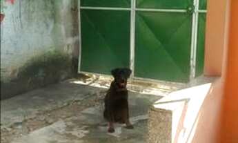 Imagem: Vendo casa em Tinguá, interessados ligar