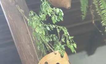 Imagem 4: Suíte alugar mensalista e diária pousada