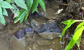 Imagem 4: Terreno 8.000 m2 Cambui-MG