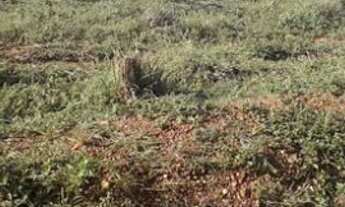 Imagem 2: 231 Alqs Região de Safra e Safrinha Ótima em Tudo Vale do AraguaiaTO