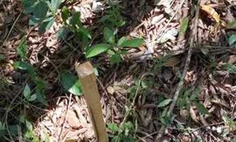 Imagem 6: Chácaras de 20 mil mt a venda 3km da cidade de Cromínia!