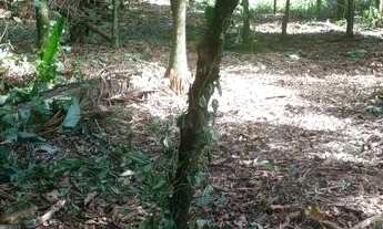 Imagem 3: TERRENO EM MOSQUEIRO CARANANDUBA 7 MIL